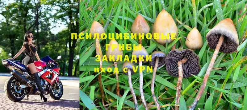 Псилоцибиновые грибы Magic Shrooms  магазин    Кохма 